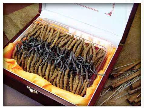 长阳冬虫夏草回收